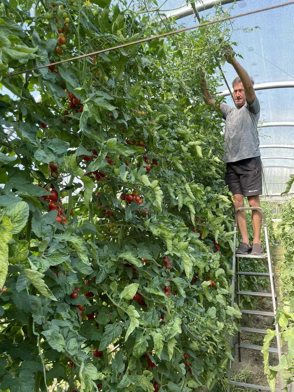 Džinovski čeri paradajz