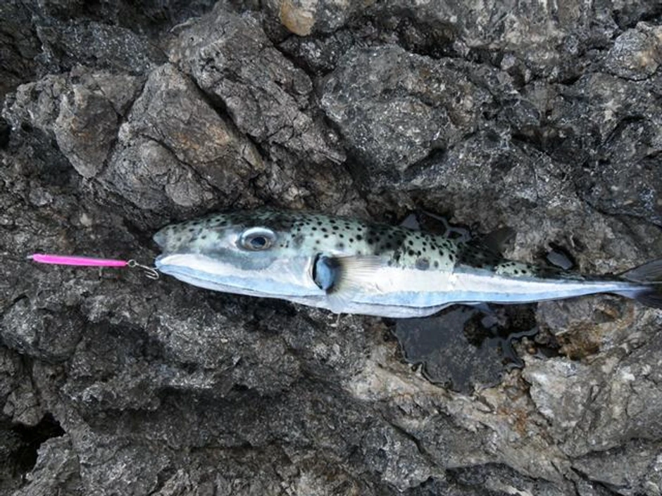 Lagocephalus sceleratus