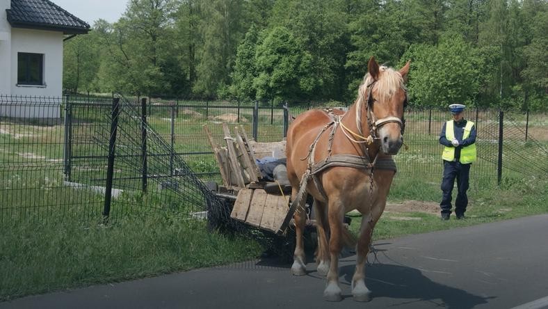 Woźnica spod Włocławka, który zasnął na środku drogi