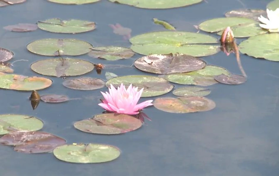 Cvetovi su otvoreni svega nekoliko sati dnevno