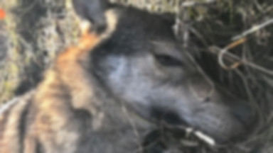 Trwa odstrzał wilków na Słowacji. W rejonie Tatr zabito już 11 zwierząt