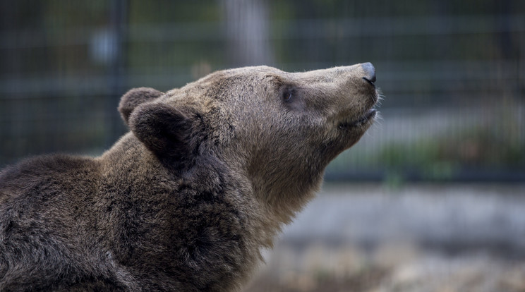 Nagyon aranyos az új medve /Fotó: MTI -Sóki Tamás