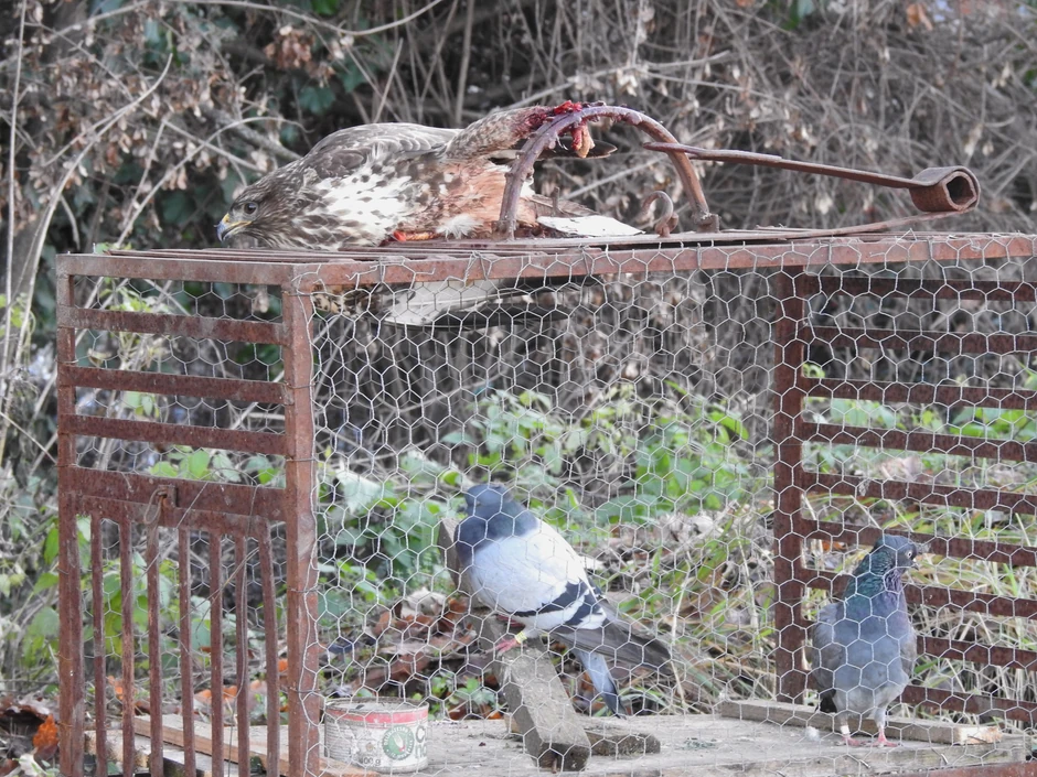 Mišaru klopci3, foto DZPPS