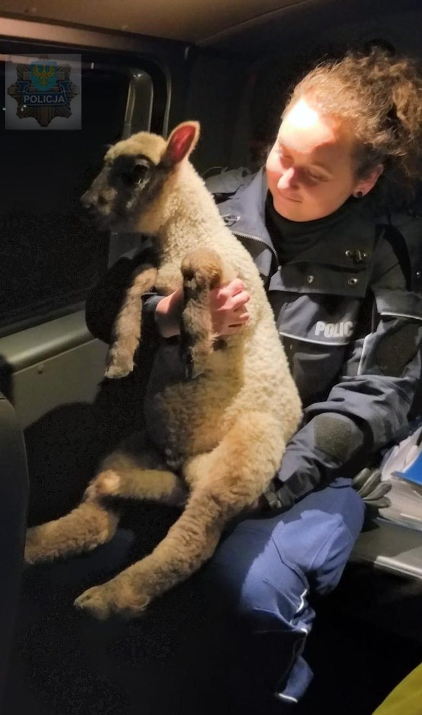 Policja aresztowała owieczkę. Ona na to: Jestem nieeeewinna!