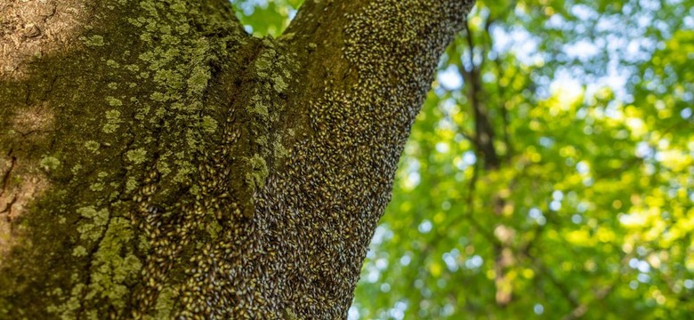 Skupieniec lipowy atakuje polskie ogrody. Czy owad jest groźny?