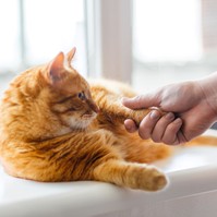 Honnan tudhatjuk, hogy a macskánk szeret minket? Még akkor is, ha nem egy bújós típus