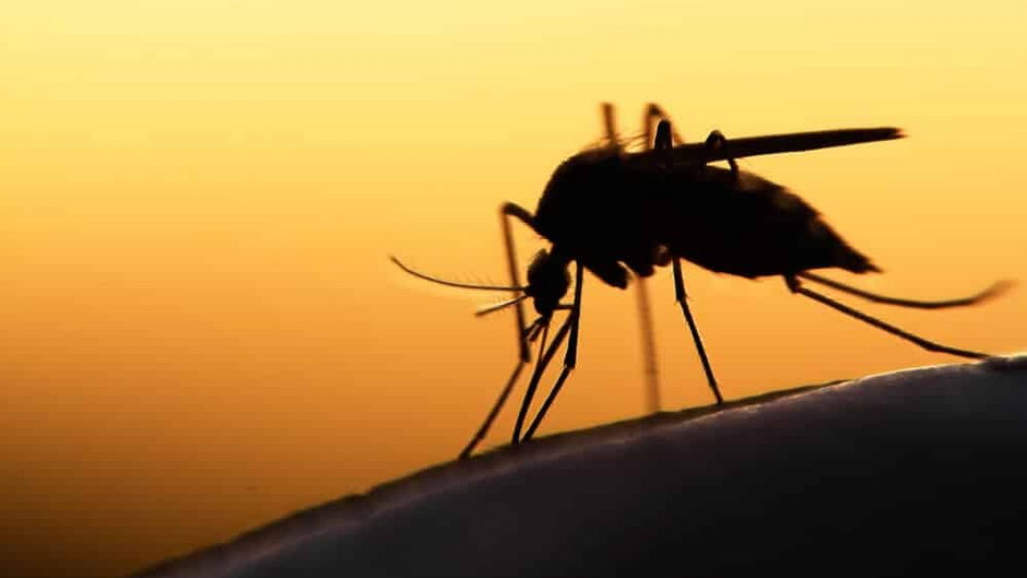 Głównymi czynnikami, które odpowiadają za brak komarów, są małe opady niskie temperatury wiosną