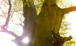 Dąb Mieszko w ogniu. 'Jest tak mocno spalony, że nie można chodzić dookoła'