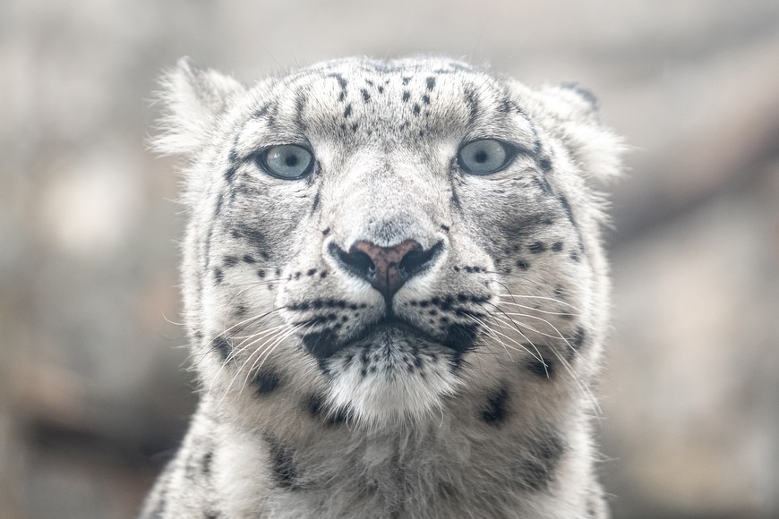 Pantera śnieżna Nastasja  