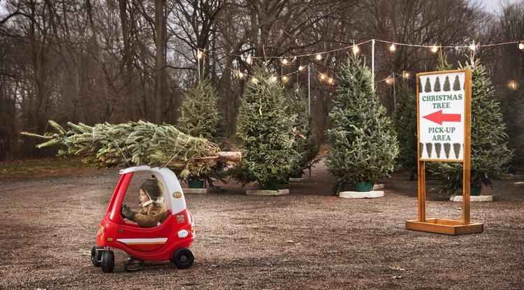 Így válassz karácsonyfát: Titkos módszerek, amelyet nem mindenki ismer Fotó: Getty Images