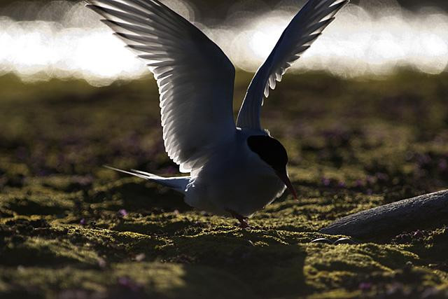 Galeria Wystawa polarnej fotografii przyrodniczej "Ptaki Spitsbergenu", obrazek 8