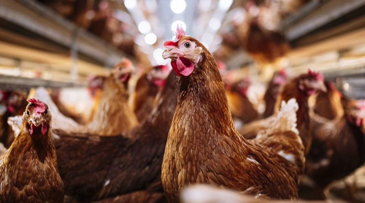 A molekuláris biológia teszi lehetővé azt a feltételezést, hogy a házi tyúk (Gallus gallus domesticus) a Burma-bankivatyúktól (Gallus gallus) származik. Kínából származó csontleletek utalnak arra, hogy már az i. e. 6. évezredben végbemehetett a háziasítás. Mivel a tyúknak nincs jó térlátása a megfelelő látási szög hiánya miatt, ezért kénytelen sétálás közben a fejét előre-hátra mozgatni és így feltérképezni a környezetét, mint a legtöbb madár / Fotó: Getty Images