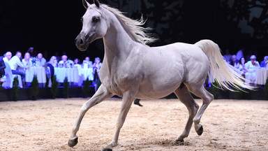 Janów Podlaski: 501 tys. euro za konie na aukcji Pride of Poland