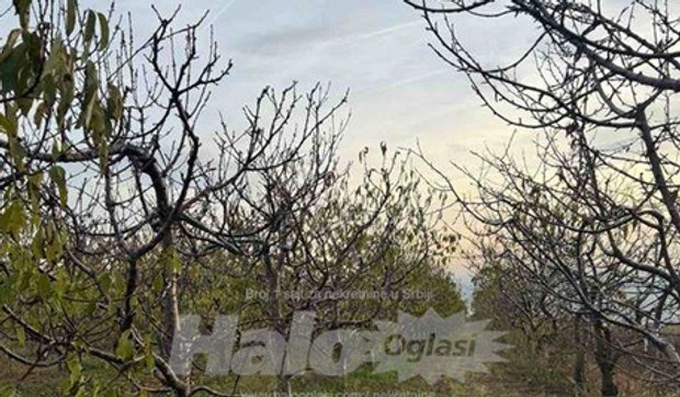 Hitno se prodaje plac pored vinarije Šapat u Starom Slankamenu