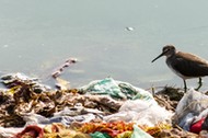 Plastic Bag Stuck on a Tree - Environmental Problem