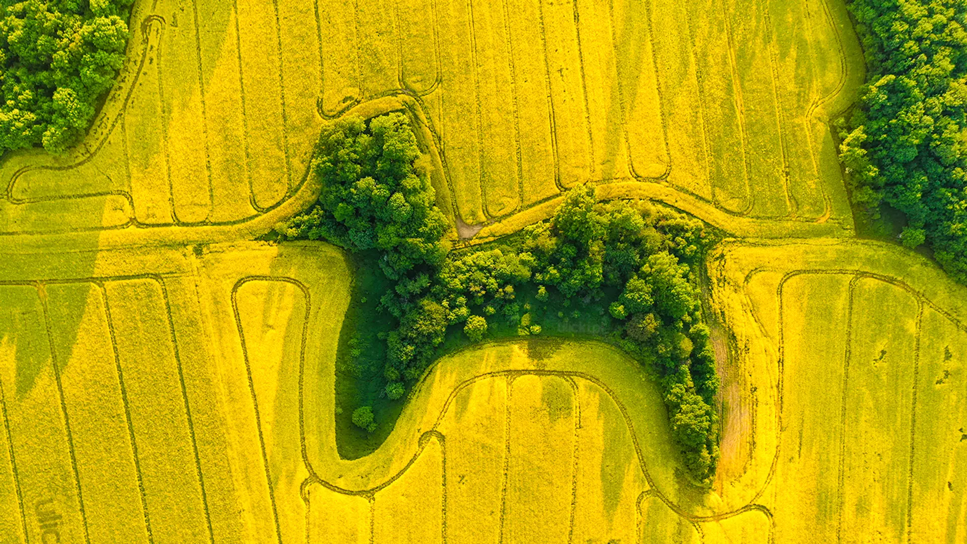 Pies w polu rzepaku. Fotograf zaskoczył nietypowym ujęciem z Polski