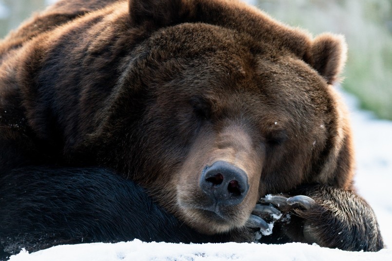 Które zwierzęta przesypiają zimę?