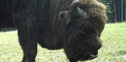 Dramat polskich żubrów. Giną w męczarniach