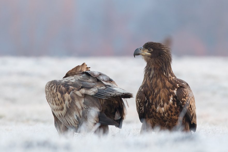 Bielik (Haliaeetus albicilla)