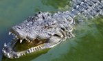 Aligator zaatakował dziecko. Ojciec ruszył na ratunek