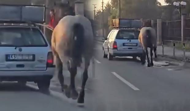 Maltretiranje konja u Kruševcu 