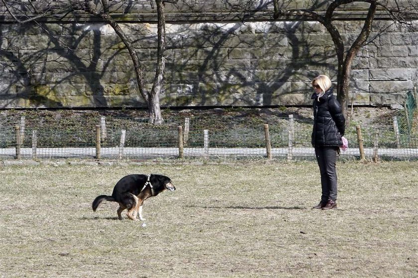 Torbicka sprząta po psie. Foto