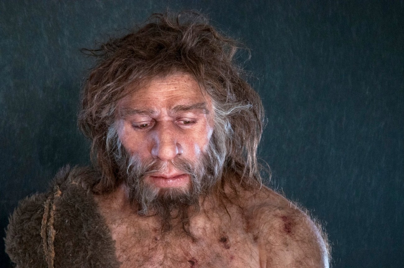 Homo sapiens барнаул. Homo sapiens Neanderthalensis. Человек Неандертальский homo Neanderthalensis.. Человек Алтайский хомо Денисова.