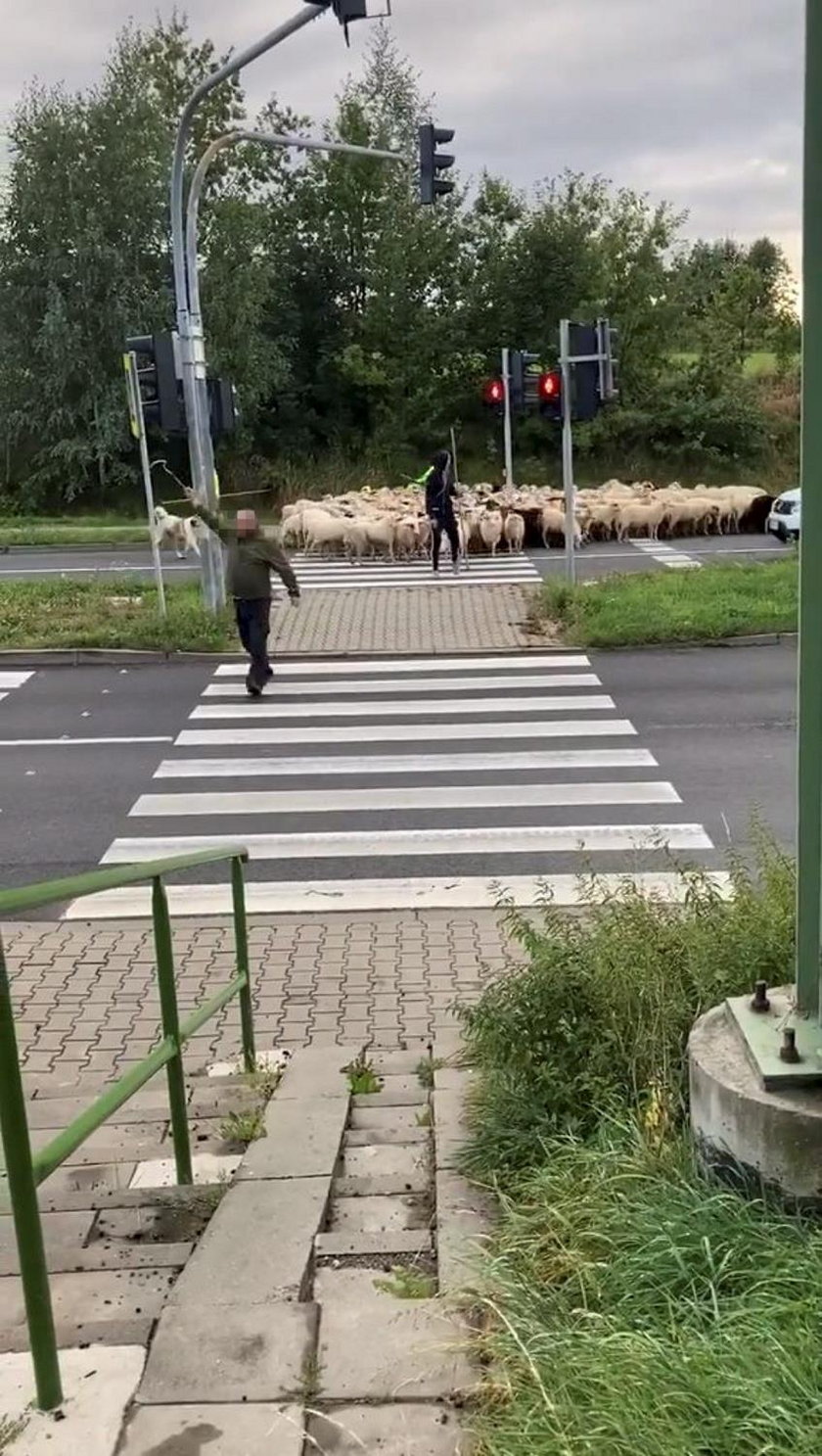 Przeprowadzili stado owiec na czerwonym