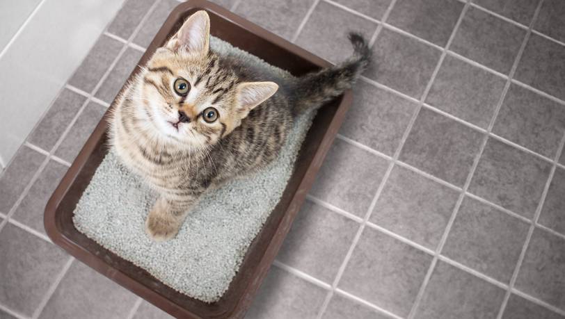 Diese beliebten Katzentoiletten riechen kaum 