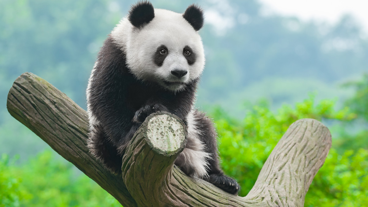 Czarno-białe umaszczenie pandy nie jest przypadkowe. Ci sami naukowcy, którzy badali przyczyny umaszczenia zebr, odkryli z jakiego powodu futro pand także jest dwukolorowe. Przyczyny są dwie - kamuflaż i komunikacja.