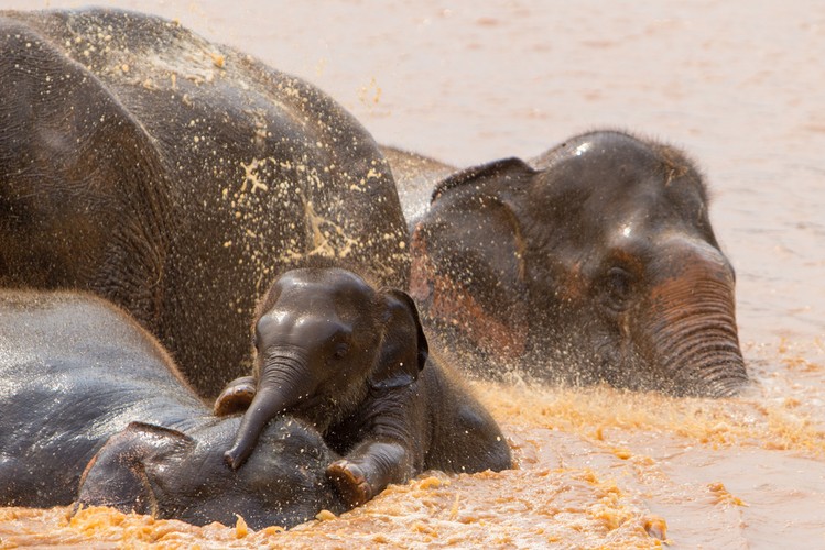 10. Wizyta w Sanktuarium Słoni w Tajlandii.