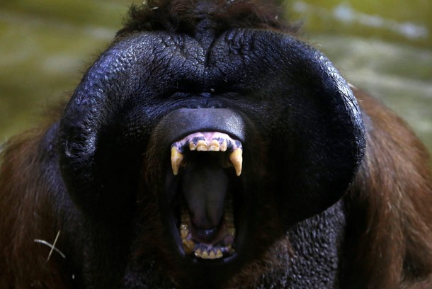 Nunak, Bornean orangutan, yawns in the enclosure at Usti nad Labem Zoo, Usti nad Labem