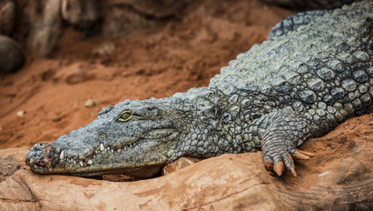 Sokkoló fotó: krokodil harapta le a fürdőző férfi lábát (18+)