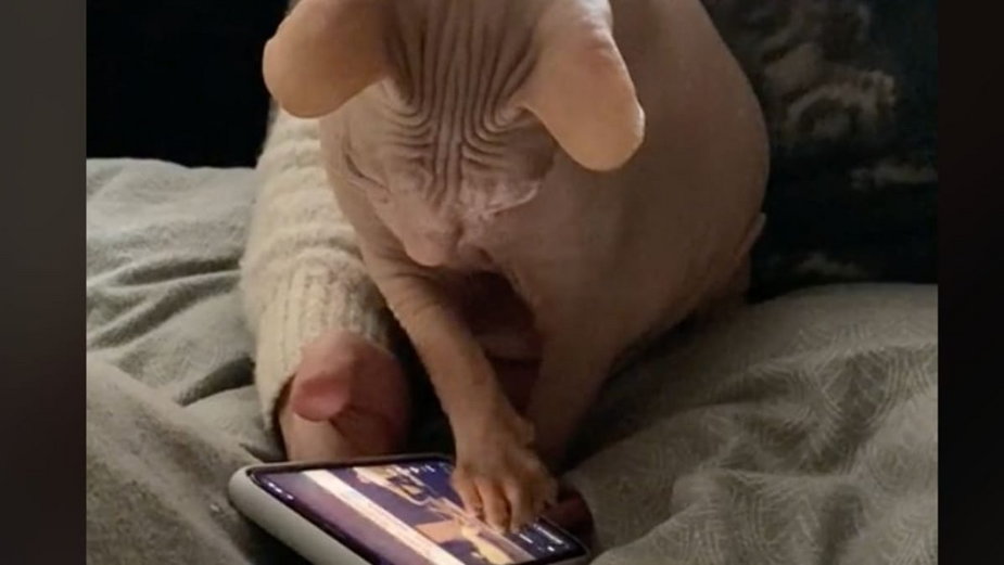 Kot sfinks przegląda TikToka