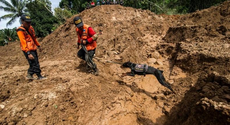 Indonesian rescuers use a sniffer dog to search for survivors after a wall of mud slammed onto houses from a hillside after heavy rainfall in Ponorogo district, East Java on April 2, 2017