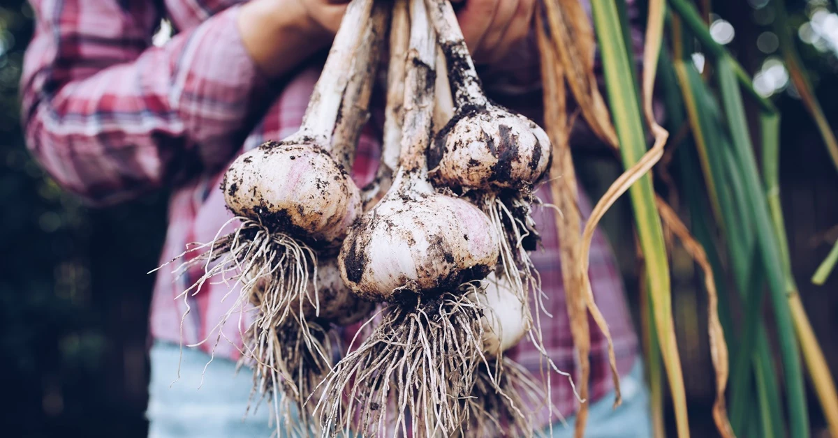 Kiedy zbierać czosnek z warzywnika?