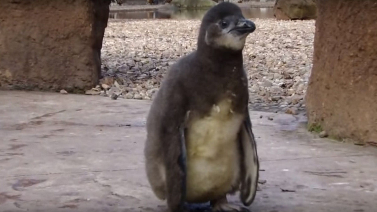 Nie wiadomo jeszcze, czy jest samcem, czy samicą, w każdym razie niezwykle uroczy pingwin z wrocławskiego zoo ma na imię Janush, a jego historia chwyta za serce. Janush został odtrącony przez rodziców i wychowuje się poza stadem, z dala od innych pingwinów. Z miejsca stał się jednak ulubieńcem pracowników ogrodu, którzy próbują zastąpić mu rodzinę.