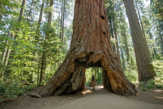 Park Narodowy Sekwoi (Sequoia National Park), Kalifornia, USA