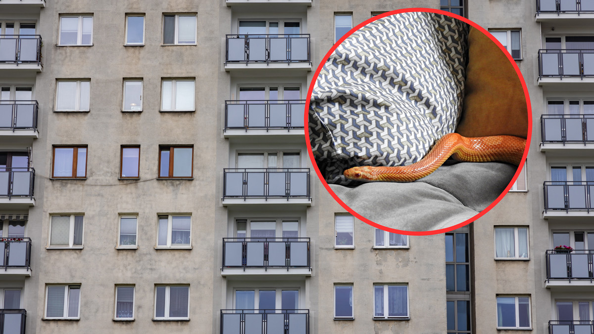 Wpełznął do mieszkania w bloku w Warszawie i zasnął. "To dusiciel"