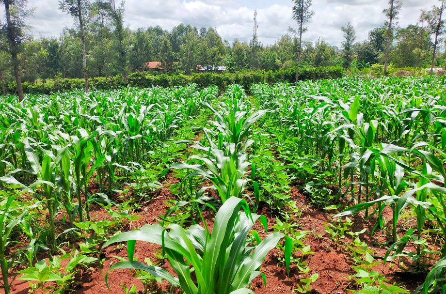 Farm Africa poinformowała, że Etiopię i Kenię z powodu suszy czeka czwarty z rzędu sezon nieurodzaju.