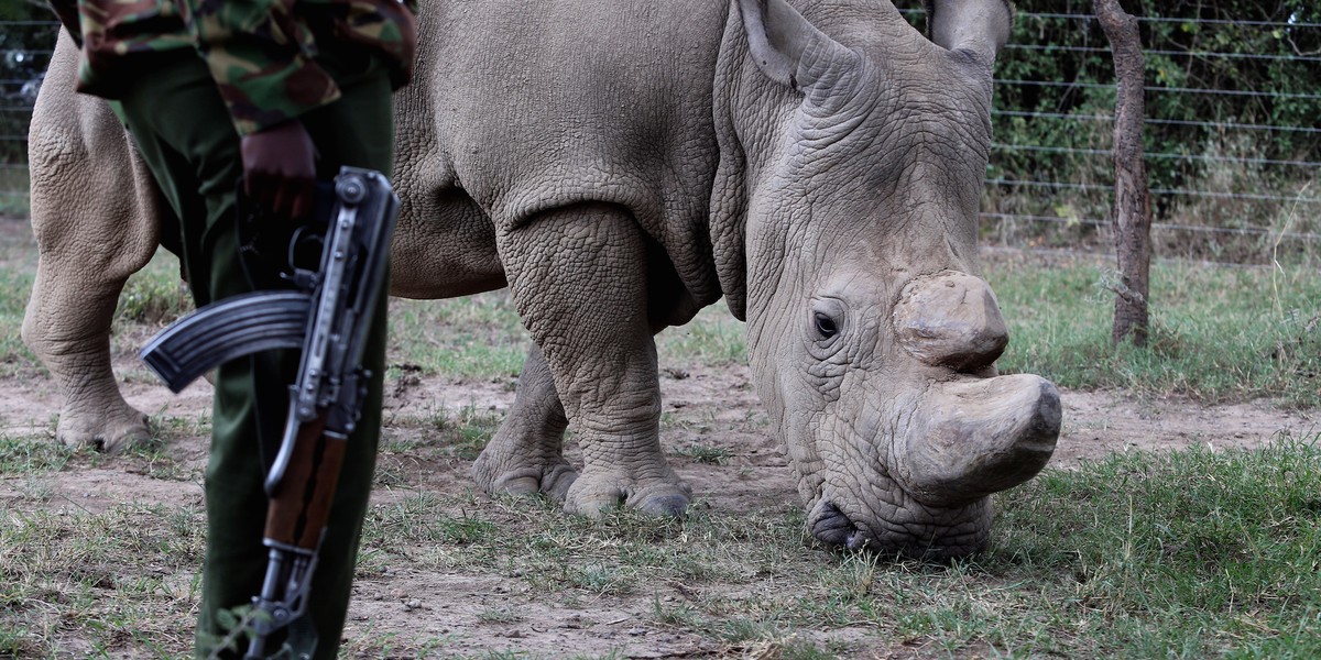 A biotech startup is trying to end poaching by flooding the market with fake rhino horns