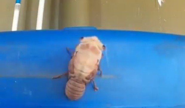 buba_foto Youtube-Semar Mendemjpg