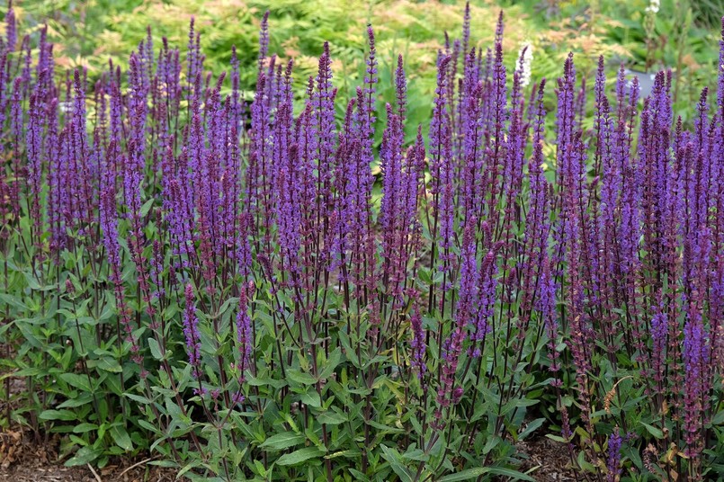 Długo kwitnące byliny wieloletnie zimujące w gruncie