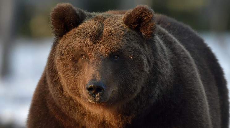 A medvét az emberénél jóval kifinomultabb szaglása csalogathatta a
„préda” közelébe / Fotó: Shutterstock