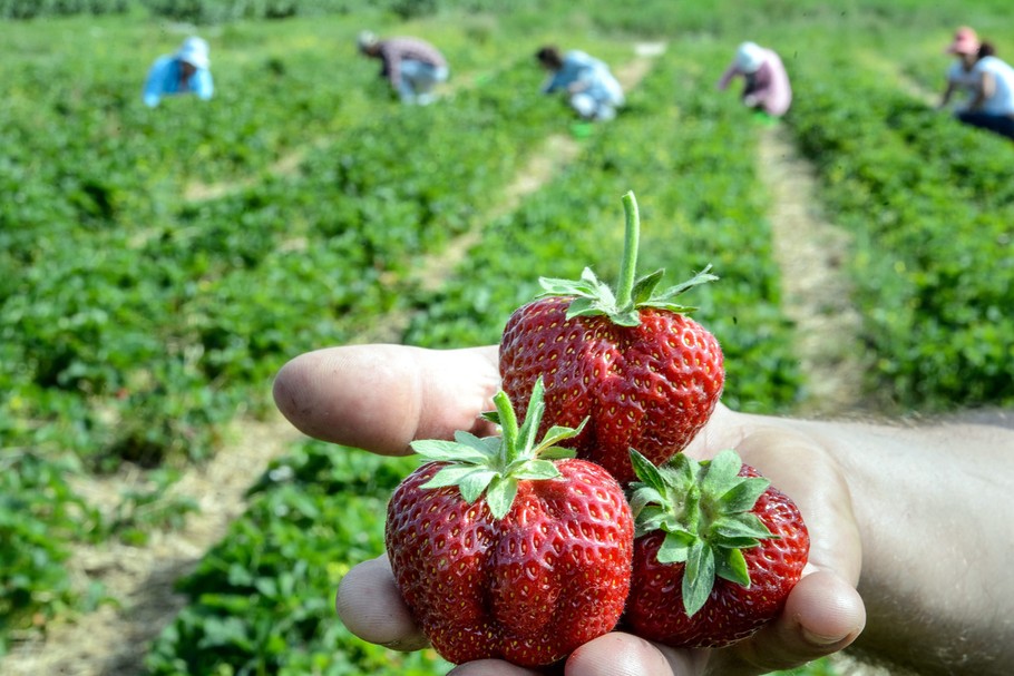 Za zbieranie owoców plantatorzy płacą nawet 15 zł za godzinę