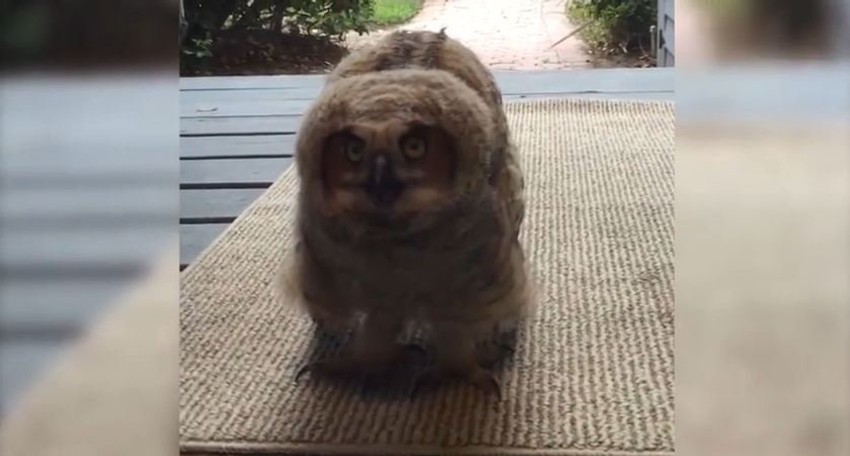 Sova je oduševila ukućane