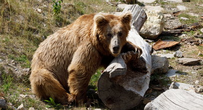 Wyginą polskie niedźwiedzie? Lasy Państwowe odpowiadają