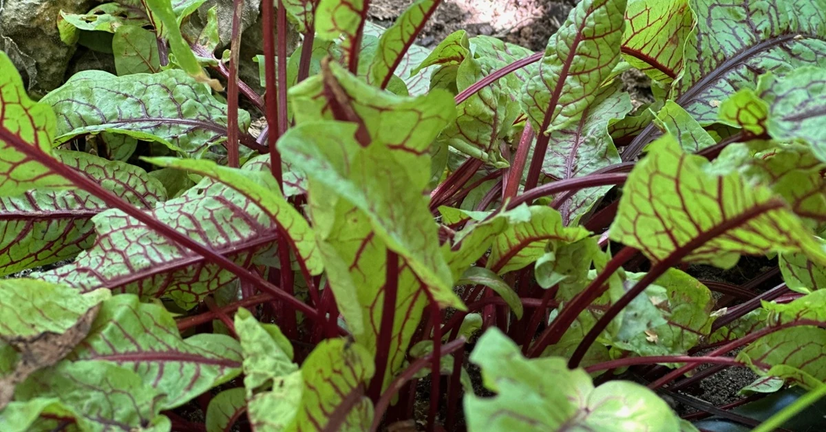 Co można siać w sierpniu? [Warzywa]