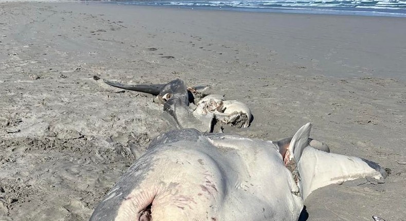 A great white shark carcass that washing up on an Australian beach and was likely attacked by a killer whale.Portland Bait and Tackle