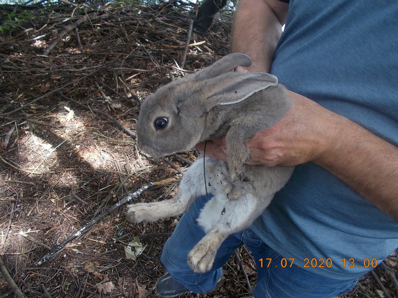 Ktoś porzucił króliki na wyspie miejskiego stawu w Zgierzu. Zwierzęta zostały uratowane 